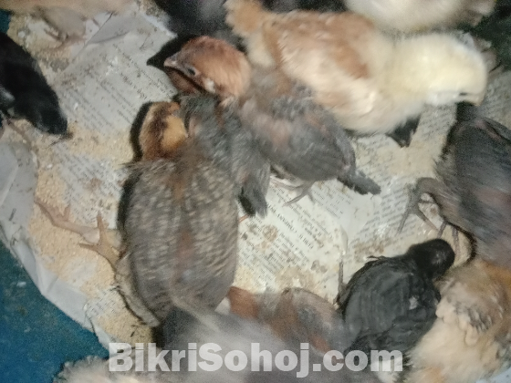 ২০ দিন বয়সী ফাউমি মুরগির বাচ্চা